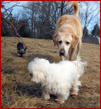 Sophie, Ranger, Bella (3 dogs) on lawn