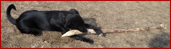Piper, black dog, chewing stick