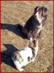 Gracie (cat) meets Clara (dog)