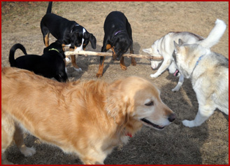 Lola, Piper, Zuba, Ziva, Kenda, Yukon, 6 dogs