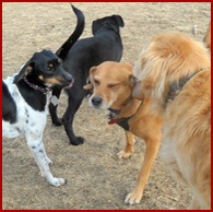 Lola, Bella, Sport, Piper, 4 dogs