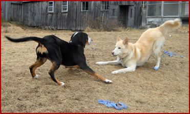 Zuba and Aphrodite (2 dogs) playing
