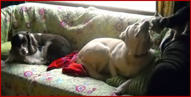 Sophie, Sandy and Roxy, on couch