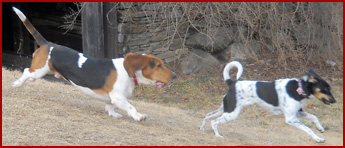 Walter (Basset Hound) chases Bella