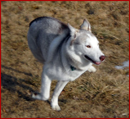 Kenda, husky dog
