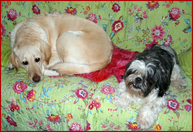 Betty and Georgie, 2 dogs, on the couch