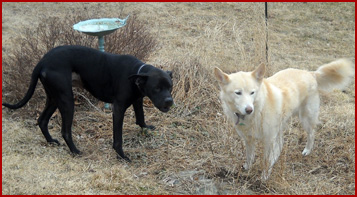 Kobe and Aphrodite, 2 dogs