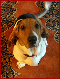 Walter, basset hound