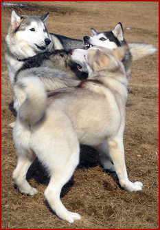 3 Huskies: Yukon, Maya, Kenda