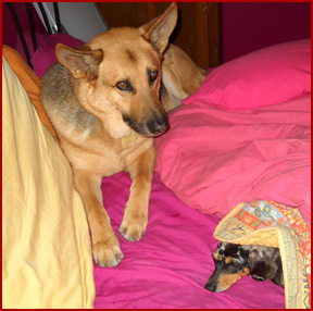 Yogi and Queenie, German Shepard and Dachshund