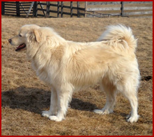 Duncan, fluffy dog