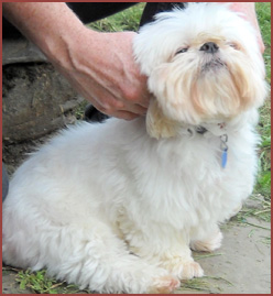 Bella dog