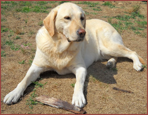Betty, yellow labrador dog