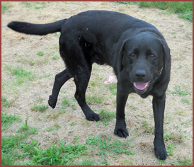 Trooper, black labrador dog