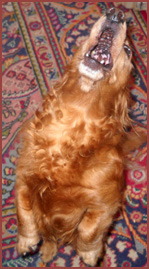 Caleb dog