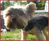 Little Sofie, Yorkshire Terrier dog