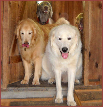 Dogs coming through door: Holly, Lola, Zoey and Roxy Wilbur