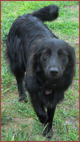 Rasta, dog