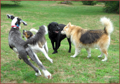 dogs playing: Maizey, Ollie, Donny and Maddie