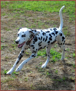 Mizpah, Dalmatian dog