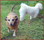 Penny and Bella, 2 dogs on the grass