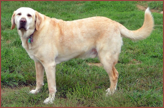 Ranger, golden lab dog