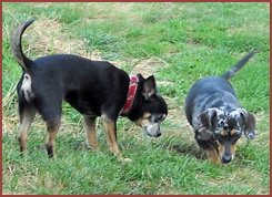Dog Titans: Rex and Queenie