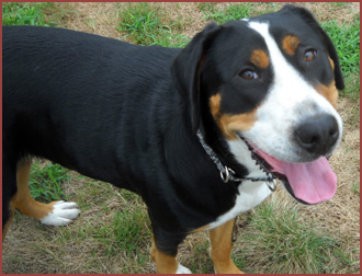 Zuba, happy faced dog