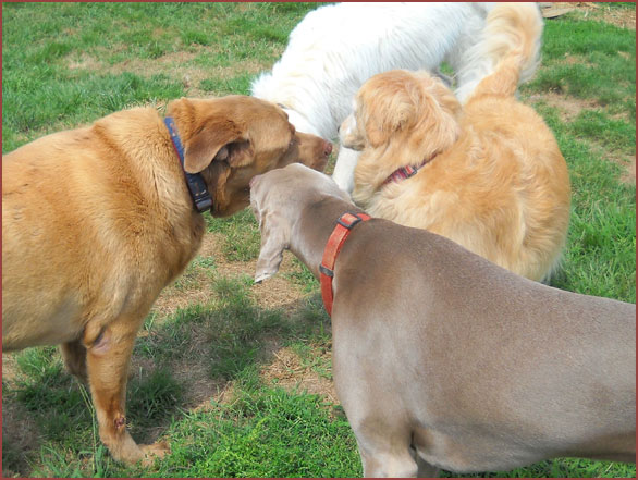 Roxy Wilbur, Holly, Boomer and Zoey: four dogs greeting each other