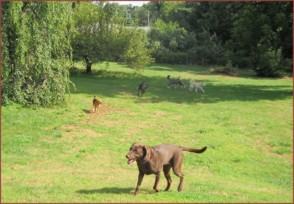 Group of dogs playing in the grass: Tessie, Sport, Kobe, Maizy and Aphrodite