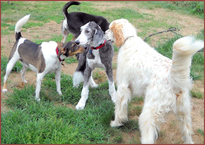 dogs Maizey, Ollie, Shadow and Teddy