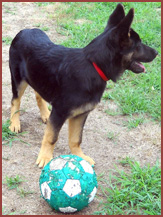 Stazee, German Shepard puppy
