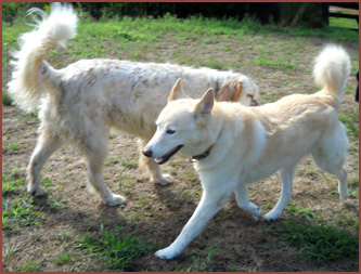 Dogs Teddy and Aphrodite