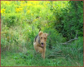 Airedale dog Nara