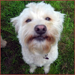 dog Nigel