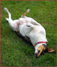 dog Ollie, rolling on back