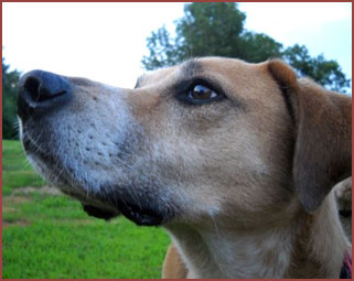 dog Tigra