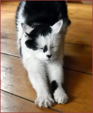 cat Rocky