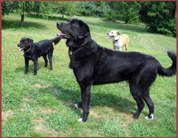three dogs, Tuesday, Boo and Manny