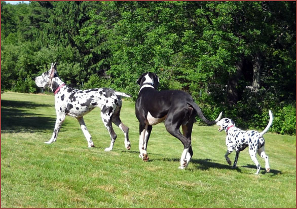 Great Danes Bella and Calvin; Dalmation, Mizpah
