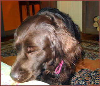 dog Andi