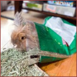 bunny Beckett