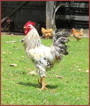 rooster in yard