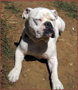 bully dog Duce