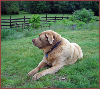 dog Roxy Wilbur