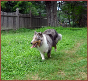 Sheltie dog Maya