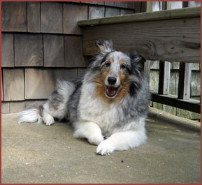 Sheltie dog Mystic
