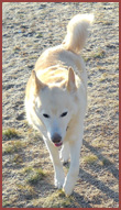 dog Aphrodite