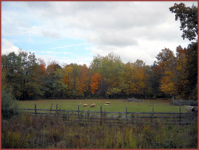 sheep in pasture