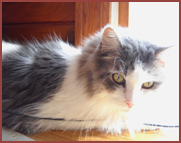 Fate, grey and white cat